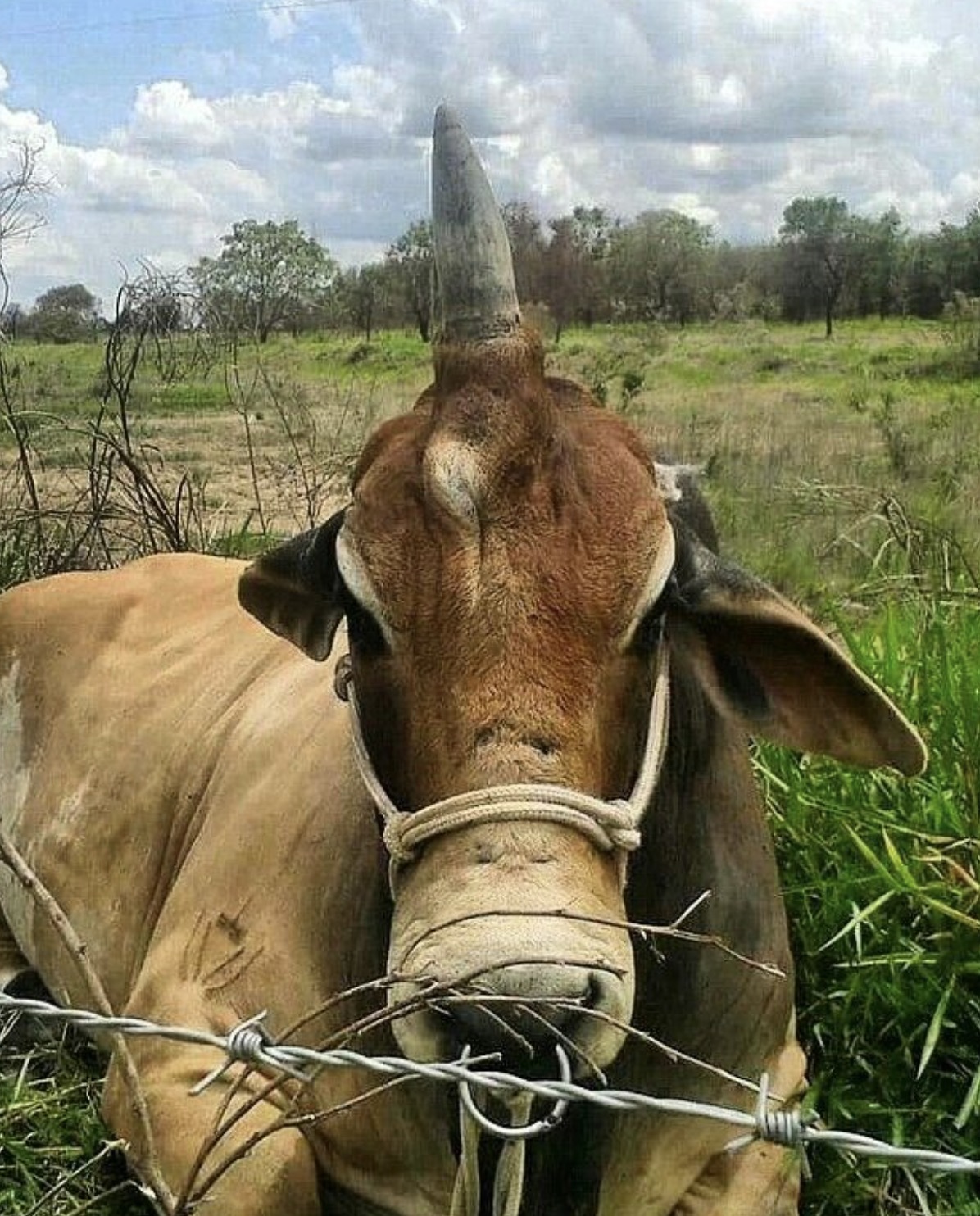 unicorn bull